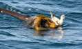 Red Phalarope